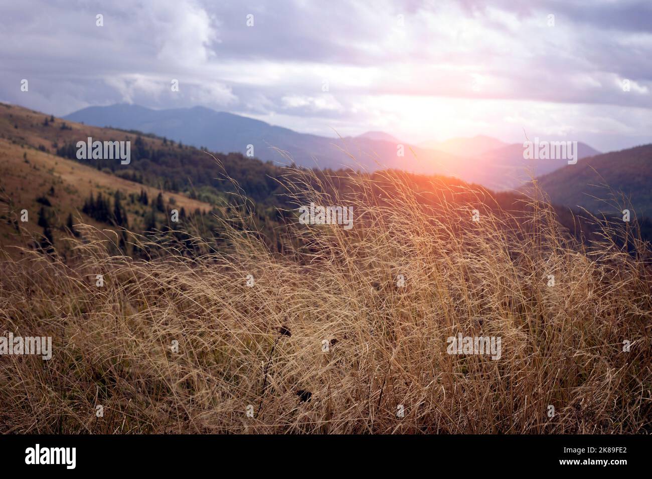 magnifique paysage de montagne de carpathian. Les Carpates ukrainiens Banque D'Images