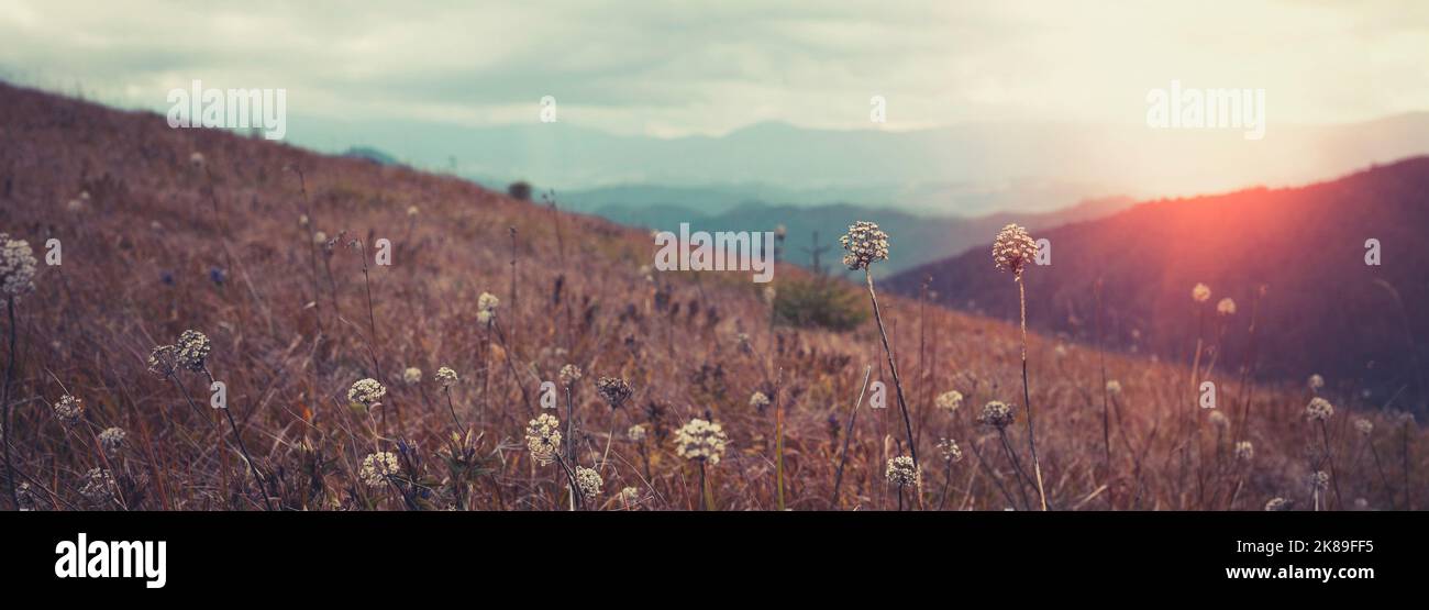 magnifique paysage de montagne de carpathian avec des fleurs en premier plan. Les Carpates ukrainiens Banque D'Images