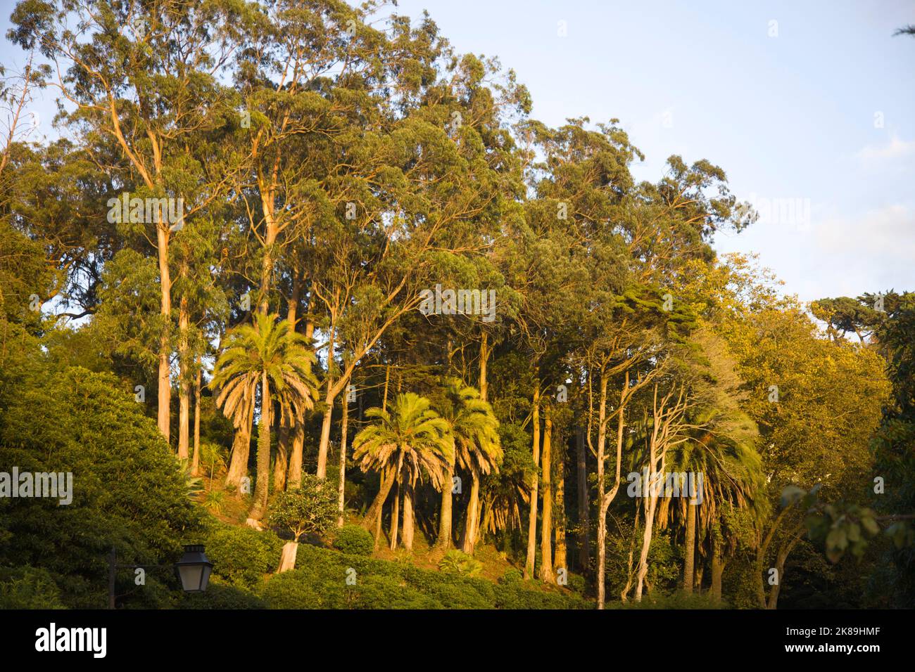 Portugal, Sintra, arbres, Banque D'Images