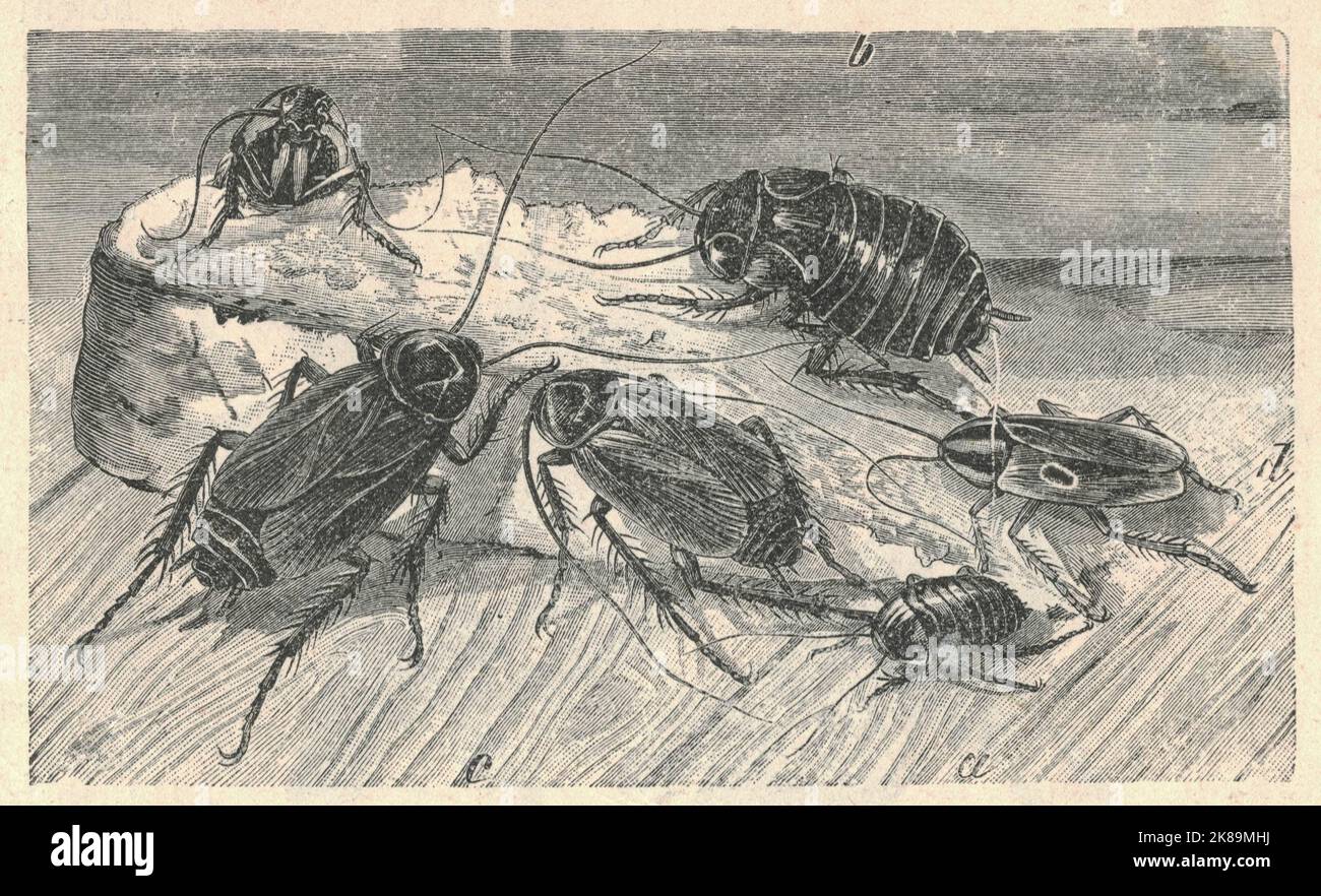 Illustration antique gravée du cafard. Illustration ancienne du cafard. Ancienne photo gravée du cafard. Illustration du livre publiée 1907. Les cafards (ou cafards) sont un groupe paraphylétique d'insectes appartenant à Blattodea, contenant tous les membres du groupe, à l'exception des termites. Environ 30 espèces de cafards sur 4 600 sont associées à des habitats humains. Certaines espèces sont bien connues sous le nom de ravageurs. Les cafards sont un groupe ancien, avec leurs ancêtres, connus sous le nom de 'roachoides', provenant de la période carbonifère, il y a environ 320 millions d'années. Ces premiers ancêtres, cependant, lacke Banque D'Images
