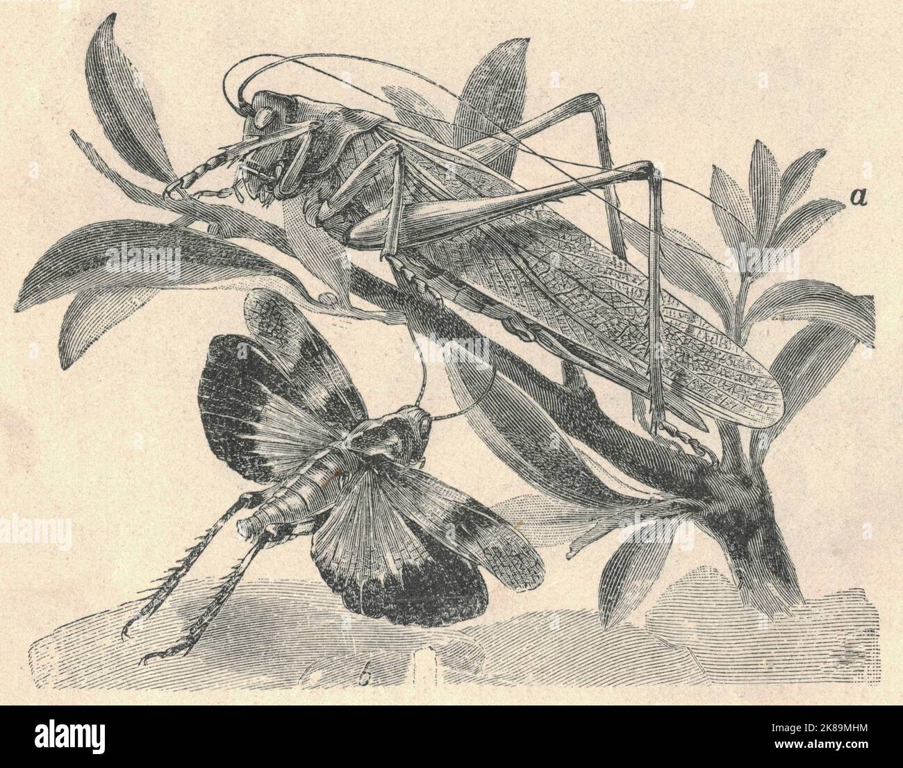 Illustration antique gravée de la sauterelle. Illustration ancienne des — free download