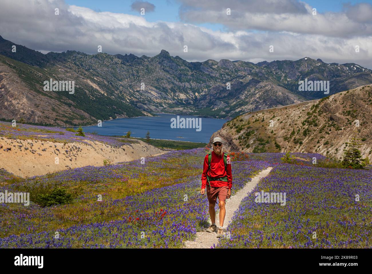 WA22470-00...WASHINGTON - randonnée sur le sentier Loowit situé sur les flancs du mont St. Helens au-dessus du lac Spirit et passe à travers les champs de lupin. Banque D'Images