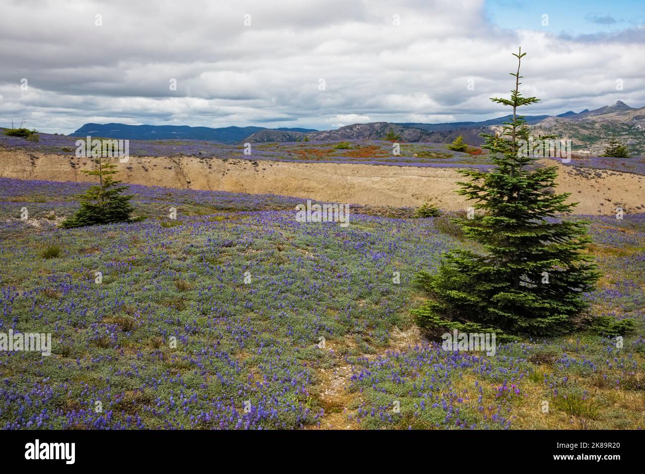 WA22473-00...WASHINGTON - champs de tapis lupin miniature les flancs de colline de la zone Blast dans le monument volcanique national du Mont St. Helens. Banque D'Images