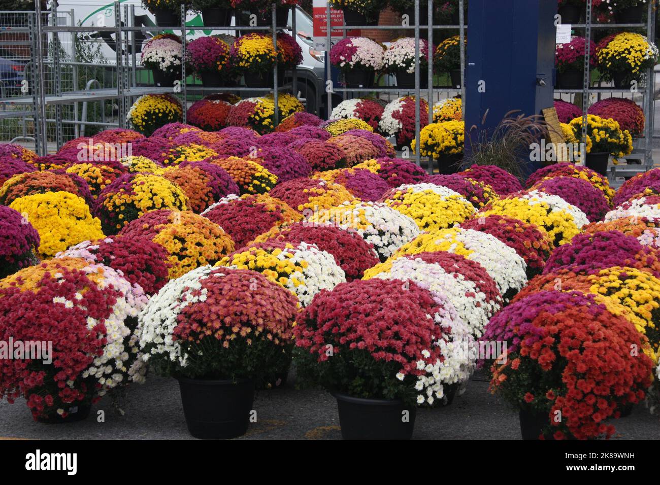 Fleurs en vente au marché Atwater à Montréal, Québec, Canada Banque D'Images