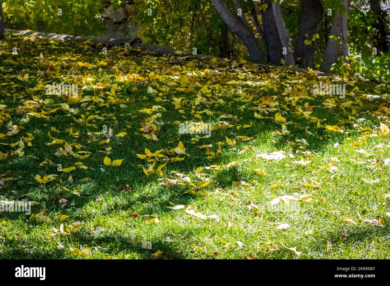 Les feuilles jaunes se trouvent sur une pelouse verte avec des arbres en arrière-plan Banque D'Images