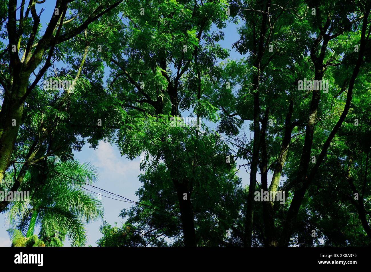 Arbre regardant le formulaire ci-dessous avec ciel bleu Banque D'Images