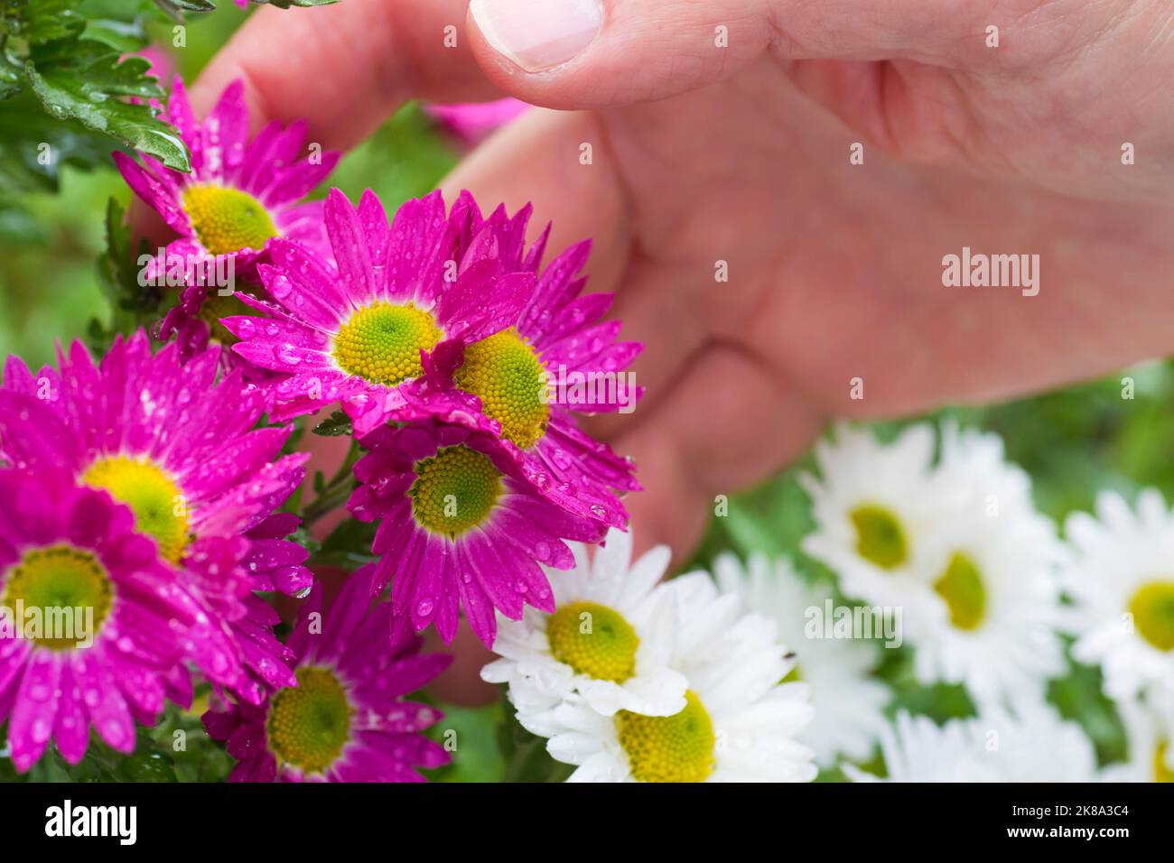 Main masculine de jardinier caressant des fleurs avec des gouttes de rosée - aster Banque D'Images