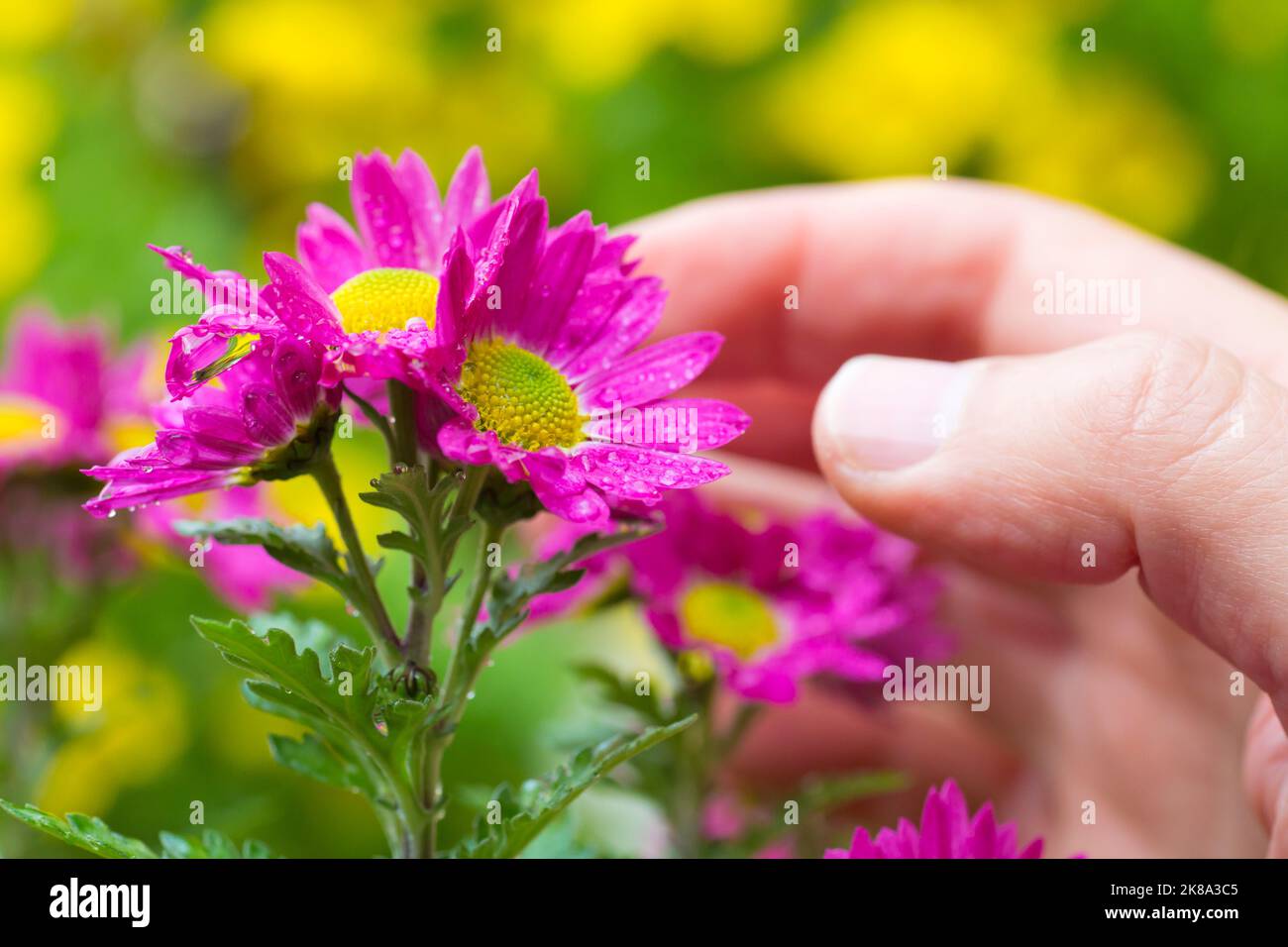 Main masculine de jardinier caressant des fleurs avec des gouttes de rosée - aster Banque D'Images