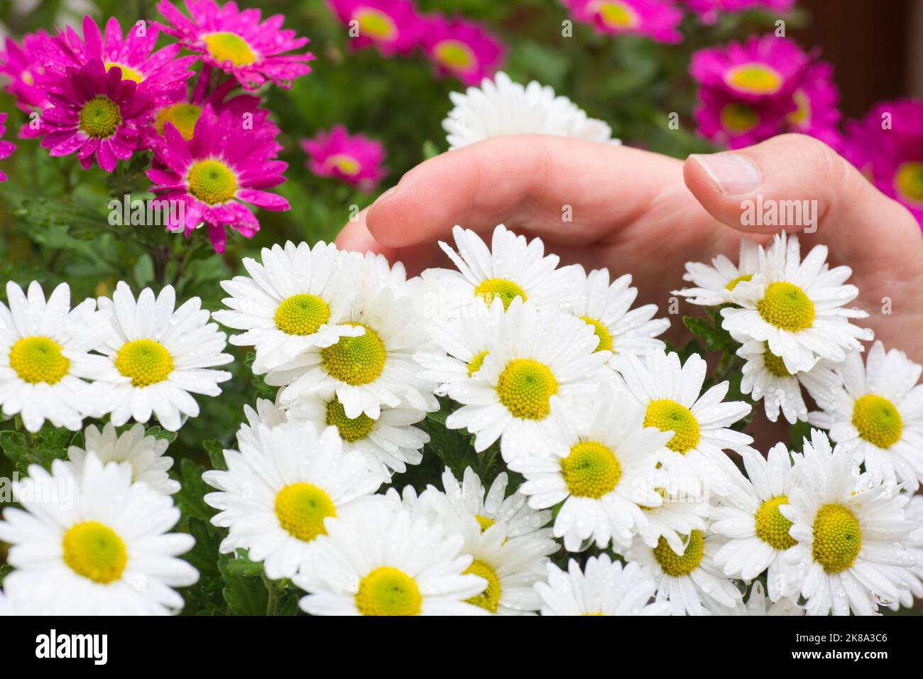 Main masculine de jardinier caressant des fleurs avec des gouttes de rosée - aster Banque D'Images