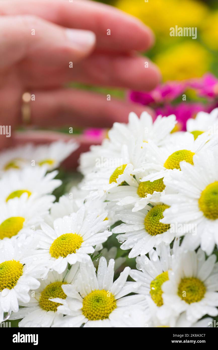 Main masculine de jardinier caressant des fleurs avec des gouttes de rosée - aster Banque D'Images