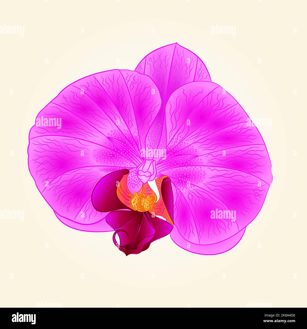 Belle fleur d'orchidée violet closeup isolé vintage main dessiner vecteur Illustration de Vecteur
