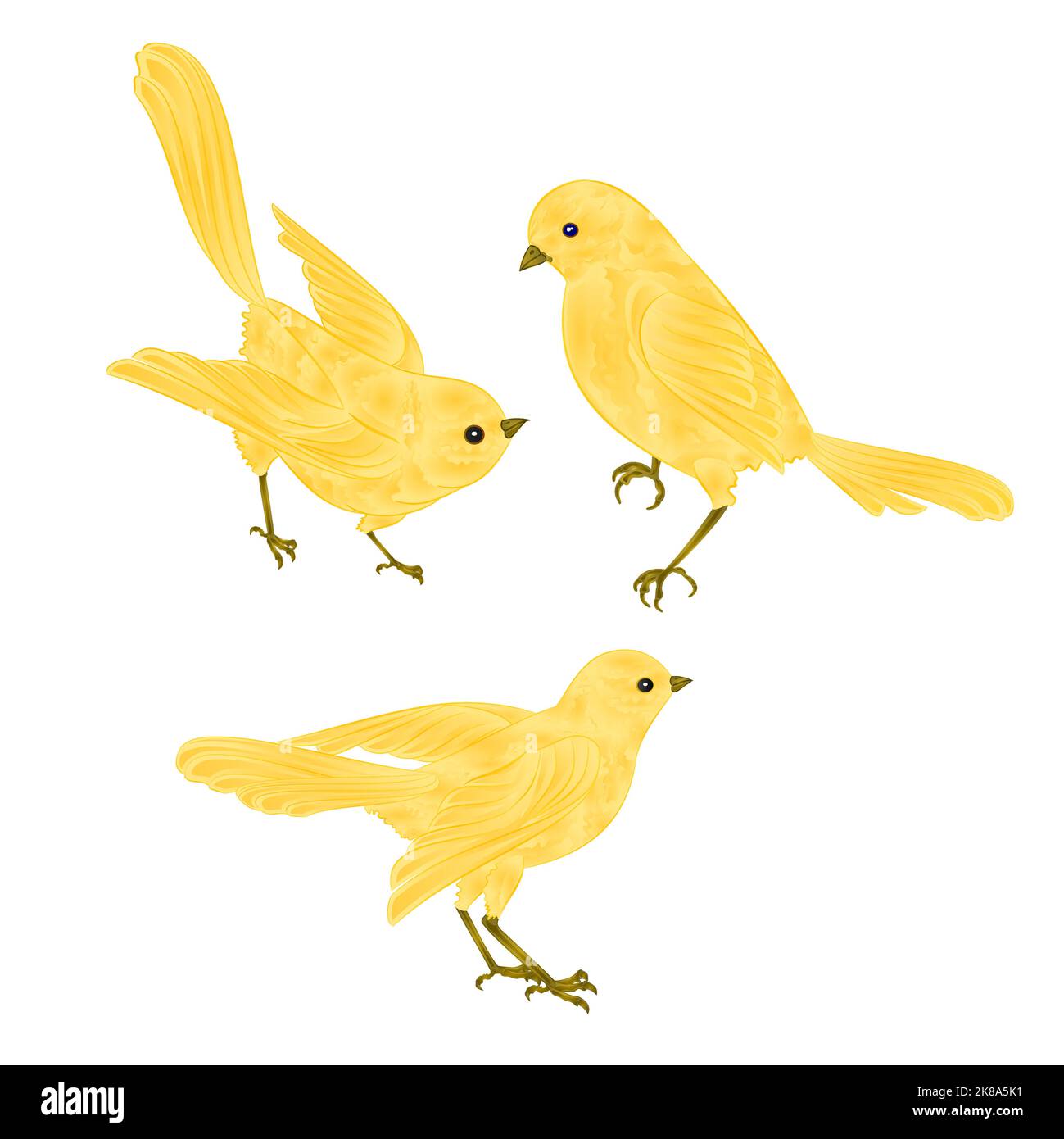 Chant or oiseaux canari vintage ensemble deux animaux vecteur illustration pour dessin à la main Illustration de Vecteur