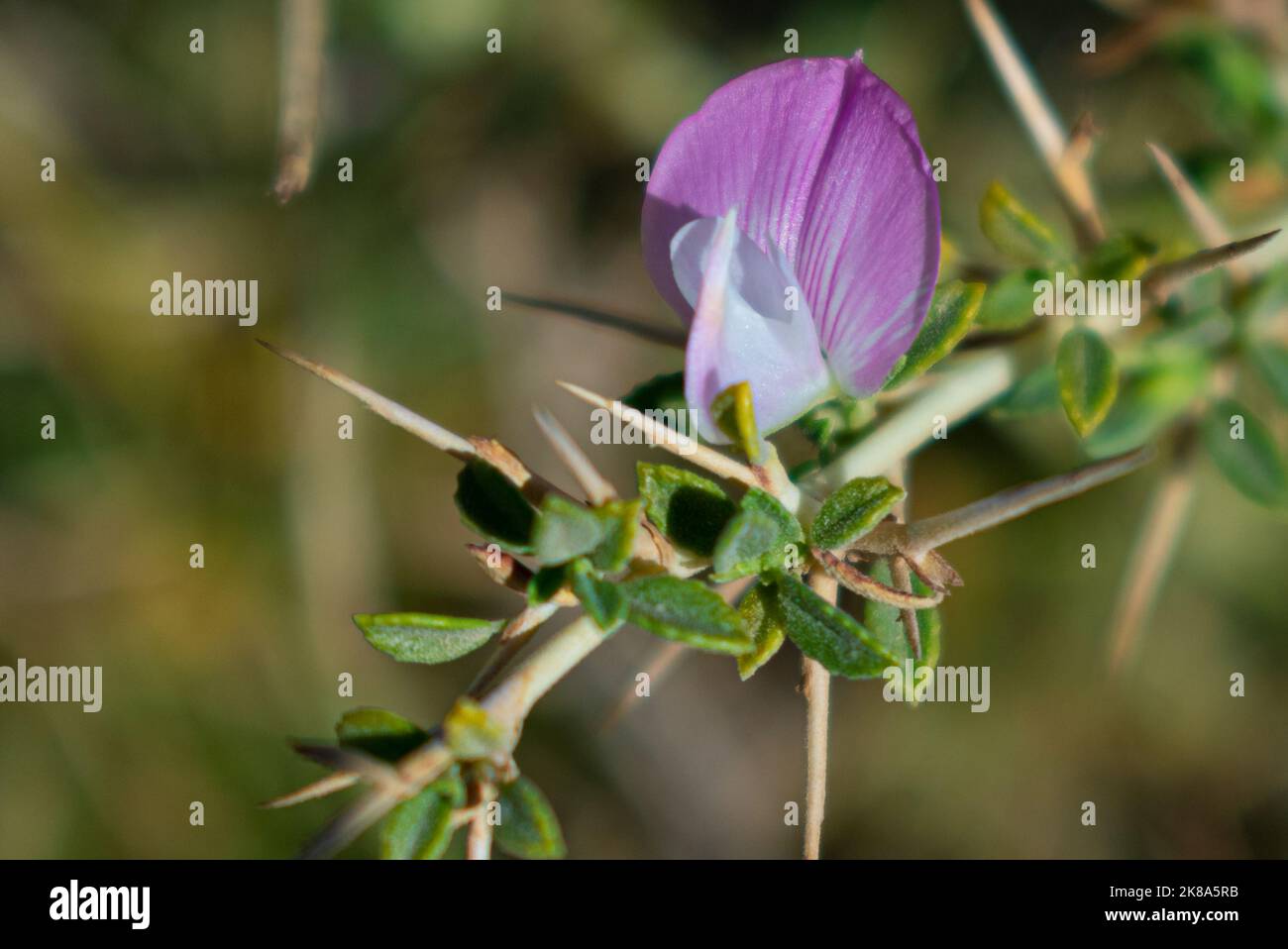 une belle petite fleur pourpre Banque D'Images