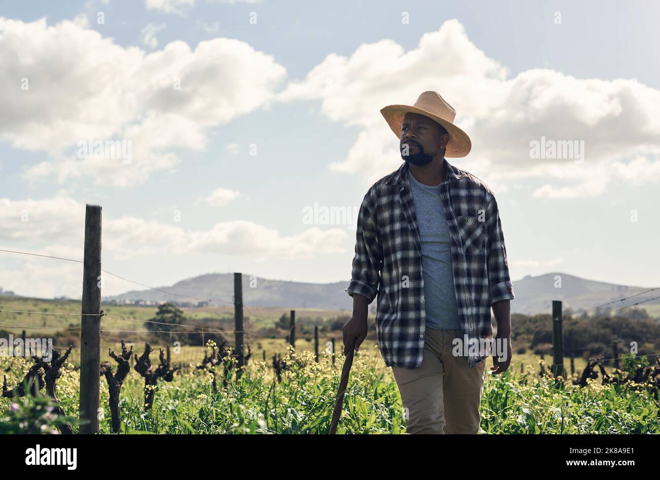 Pas seulement des rangées de plantes, des rangées de rêves. Un homme mûr travaillant sur une ferme. Banque D'Images