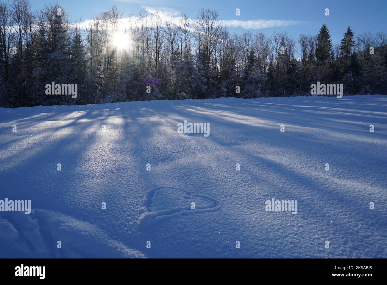 Neige couverte de plaine avec une rangée d'arbres sur le fond. Parmi les arbres brille le soleil. Banque D'Images