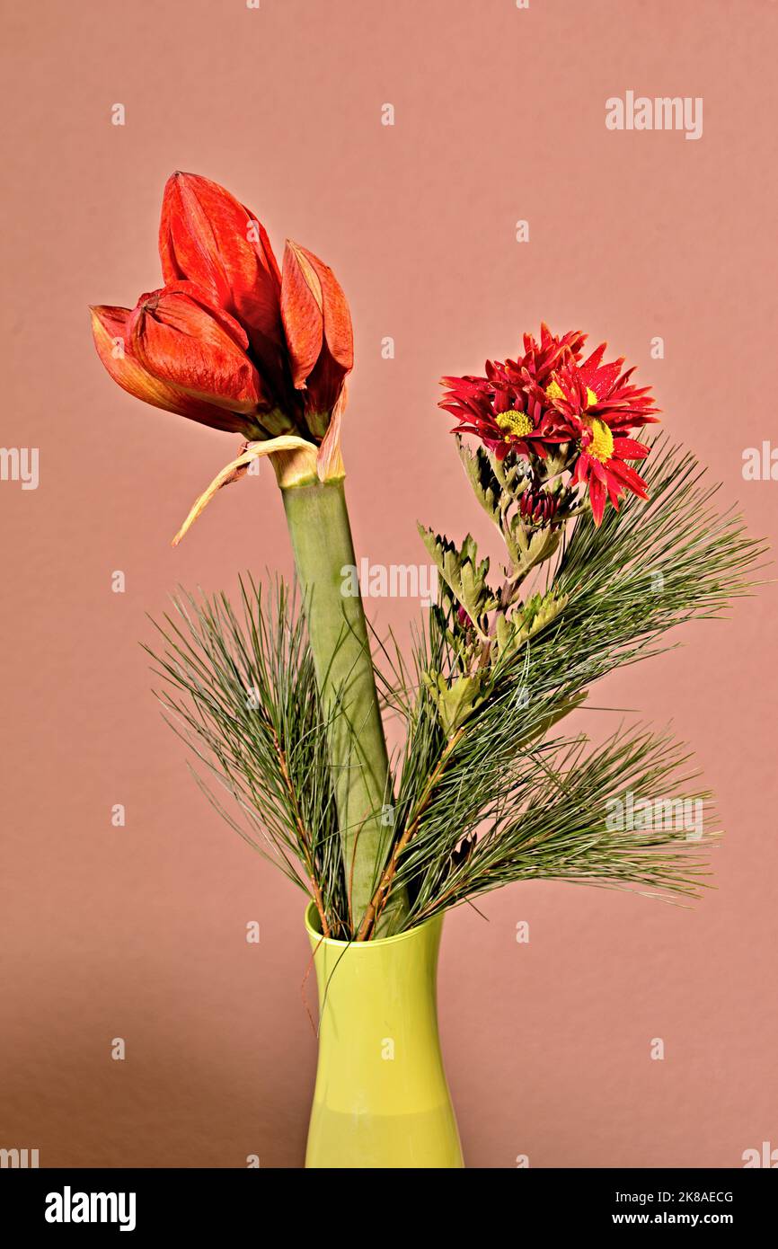 Amaryllis mit roten Chrysanthemen Banque D'Images