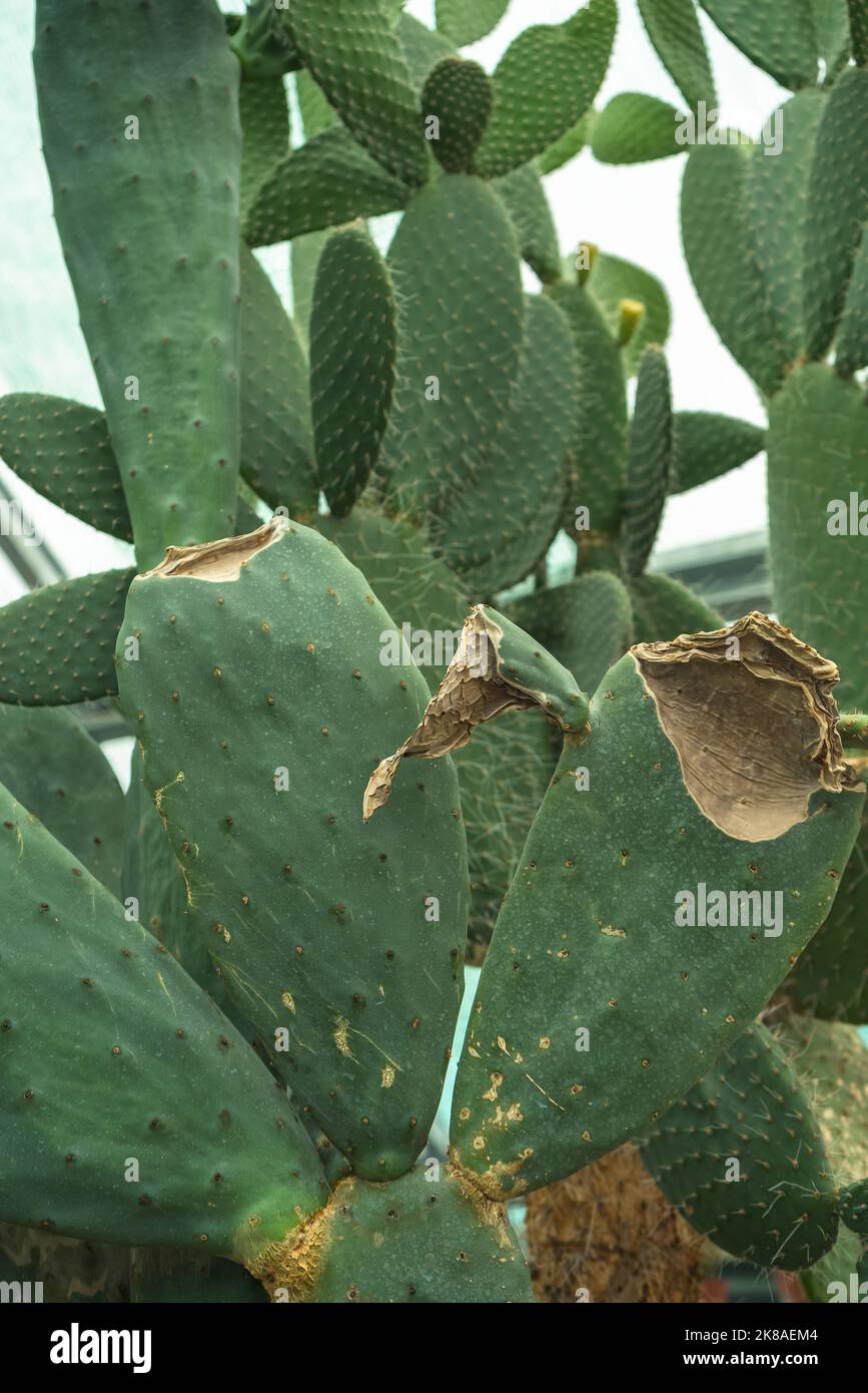 Vue rapprochée du cactus en pleine croissance Opuntia robusta Banque D'Images
