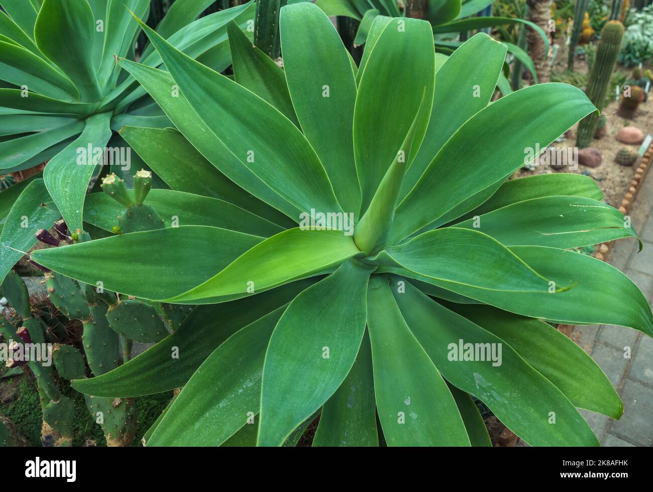 Vue d'en haut sur l'usine en croissance d'Agave attenuata Banque D'Images