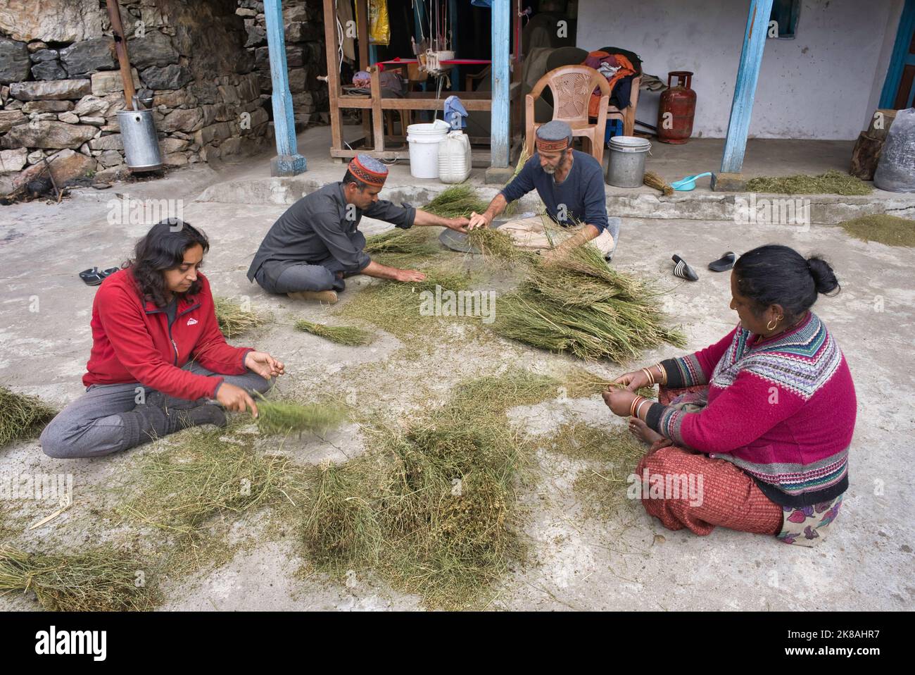 Deux hommes et deux femmes travaillent sur une terrasse pour nettoyer les plantes de coriandre provenant de leurs fermes Banque D'Images