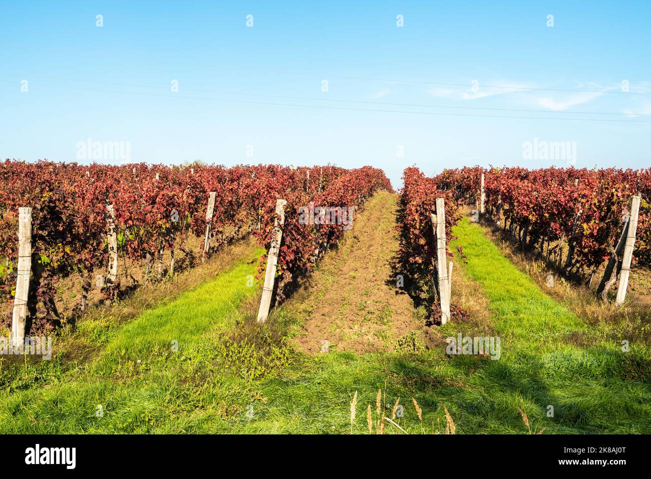 Vignoble avec feuilles rouges en automne à Eger, Hongrie. La région viticole d'Eger est célèbre pour son mélange rouge, Egri Bikaver et pour certains blancs comme Egri Lean Banque D'Images