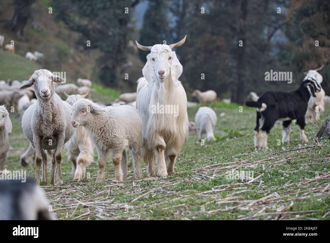 Pashmina Himalayan Mountain troupeau de chèvres à poil long dans la haute vallée de Kullu, beaux animaux domestiques en bonne santé Banque D'Images