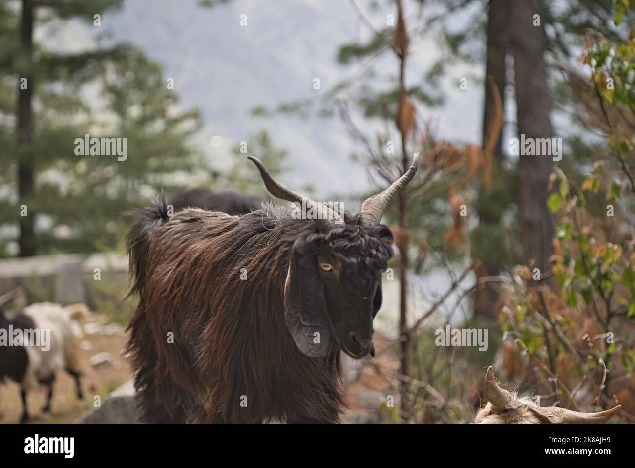 Pashmina Himalayan Mountain troupeau de chèvres à poil long dans la haute vallée de Kullu, beaux animaux domestiques en bonne santé Banque D'Images