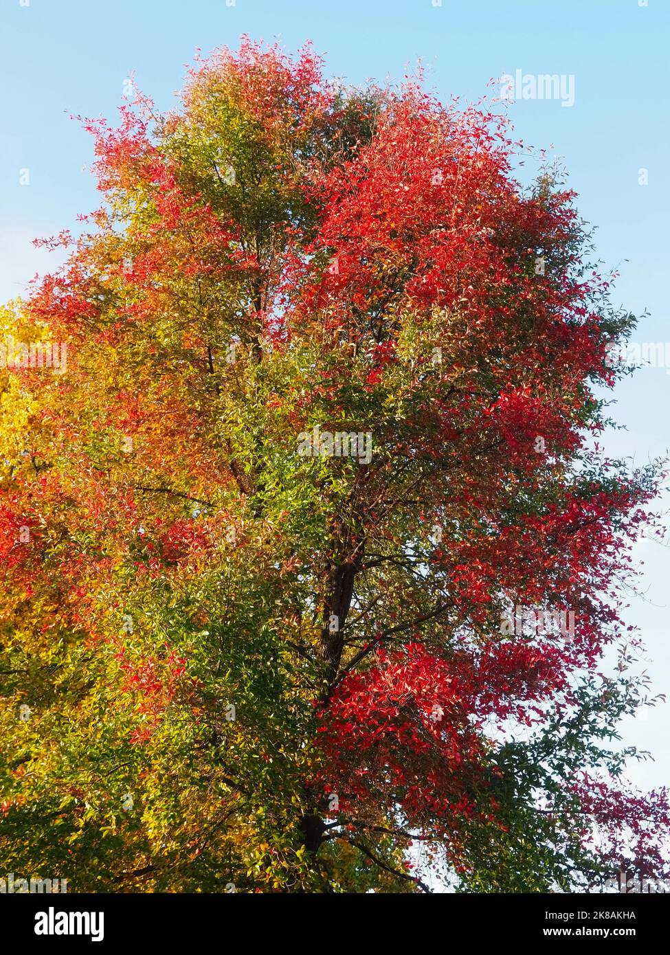 Couleurs de l'automne - magnifique Tupelo noir Banque D'Images