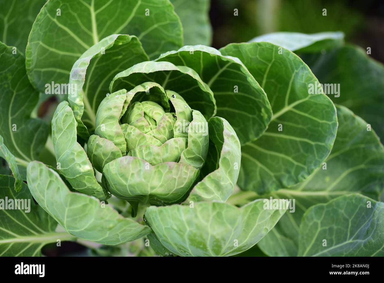 Hauts Brussel Sprout Banque D'Images