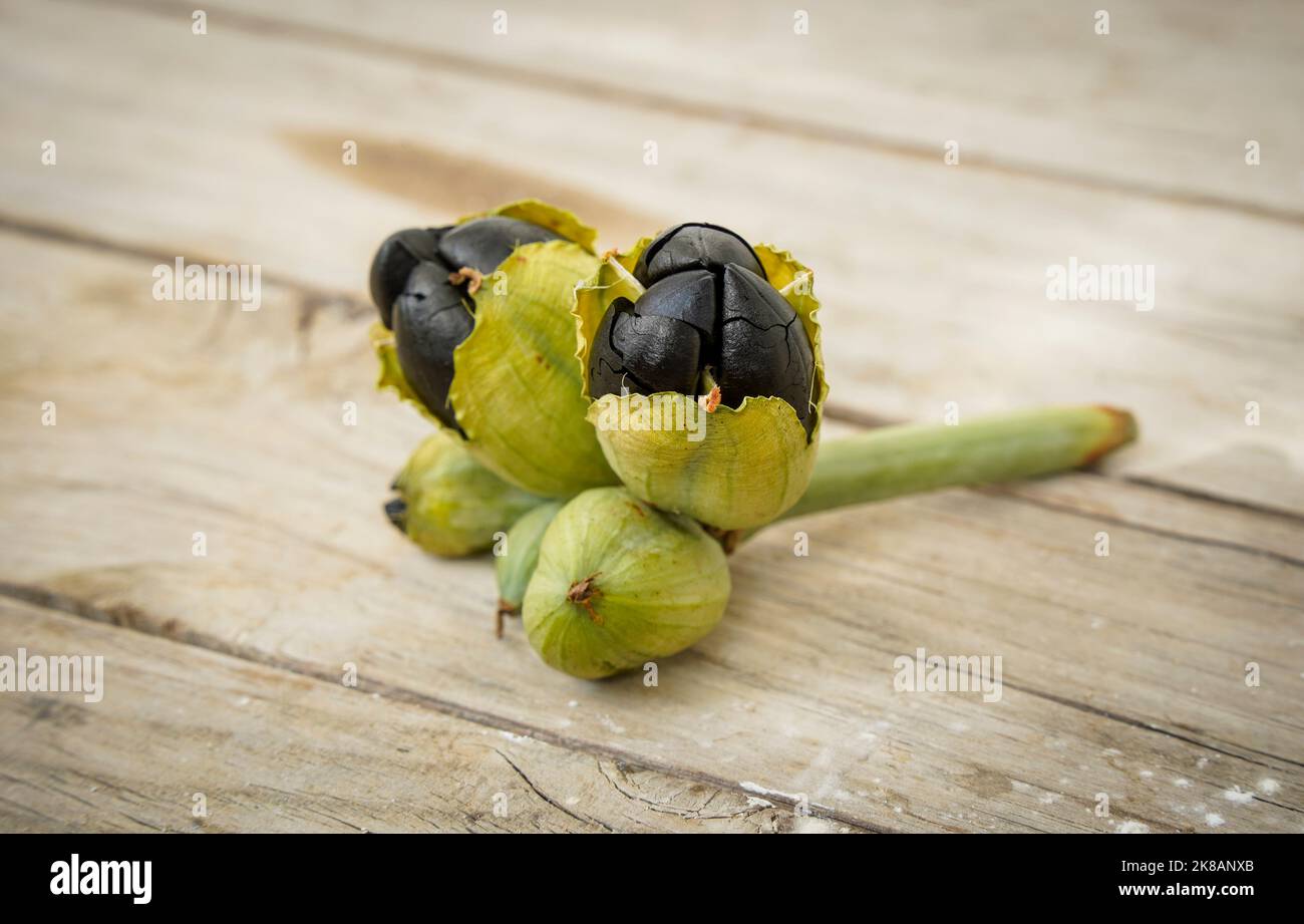 Gousses de graines (Pancratium maritimum) de daffodil de la mer indigène de plante espagnole trouvé sur la plage, Espagne. Banque D'Images