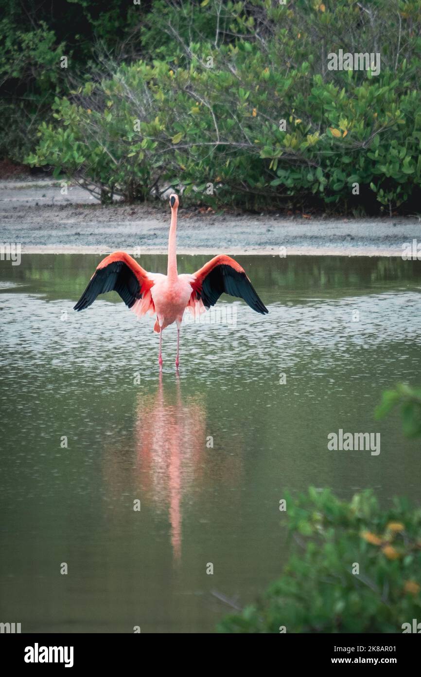 Flamingo dans ses aires d'alimentation sur les îles Galapagos Banque D'Images