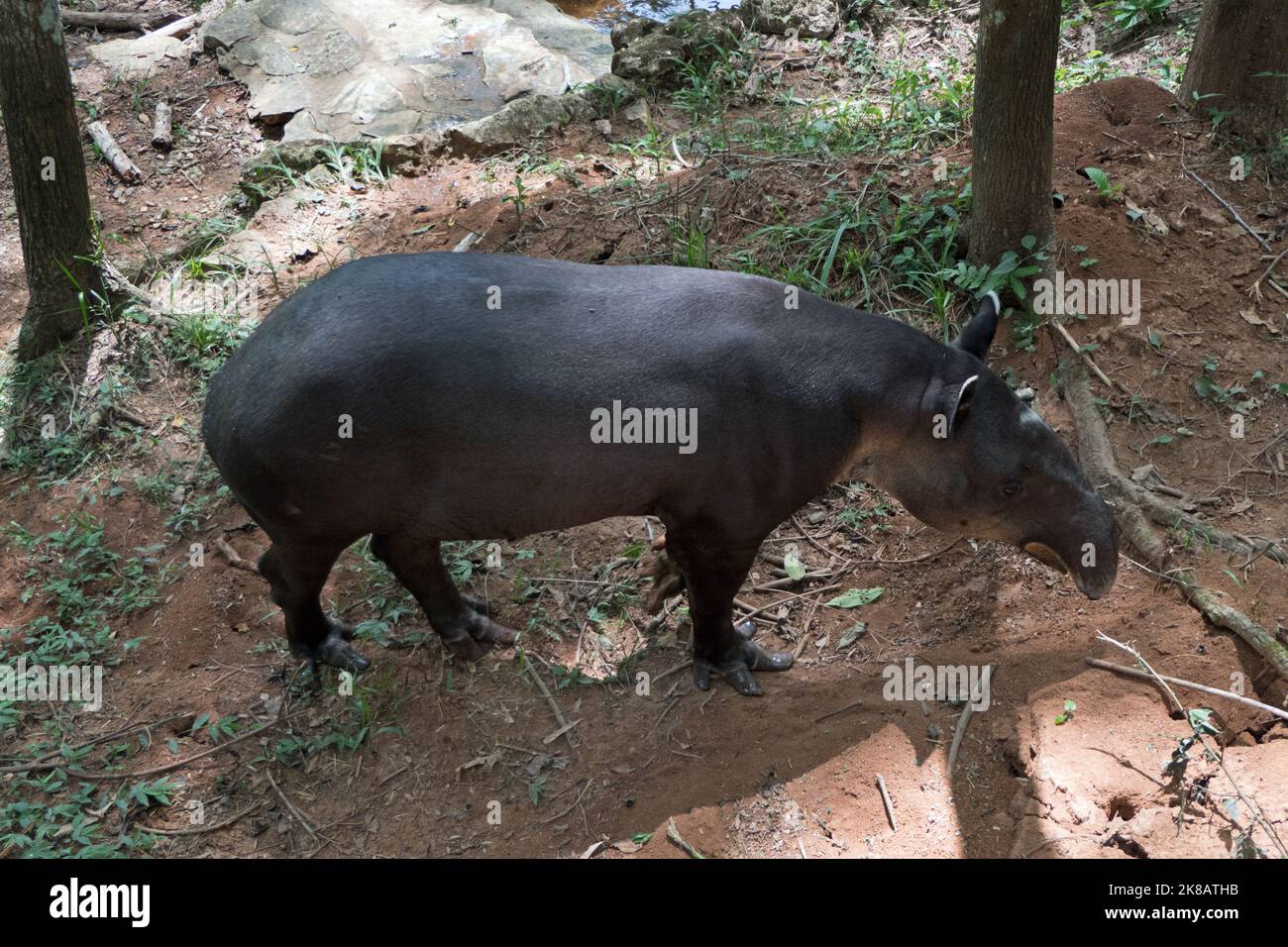 Le tapir de Baird (Tapirus bairdii), également connu sous le nom de tapir d'Amérique centrale, dans la cage du zoo à Chiapas, au Mexique. Mammifère herbivore en enceinte Banque D'Images