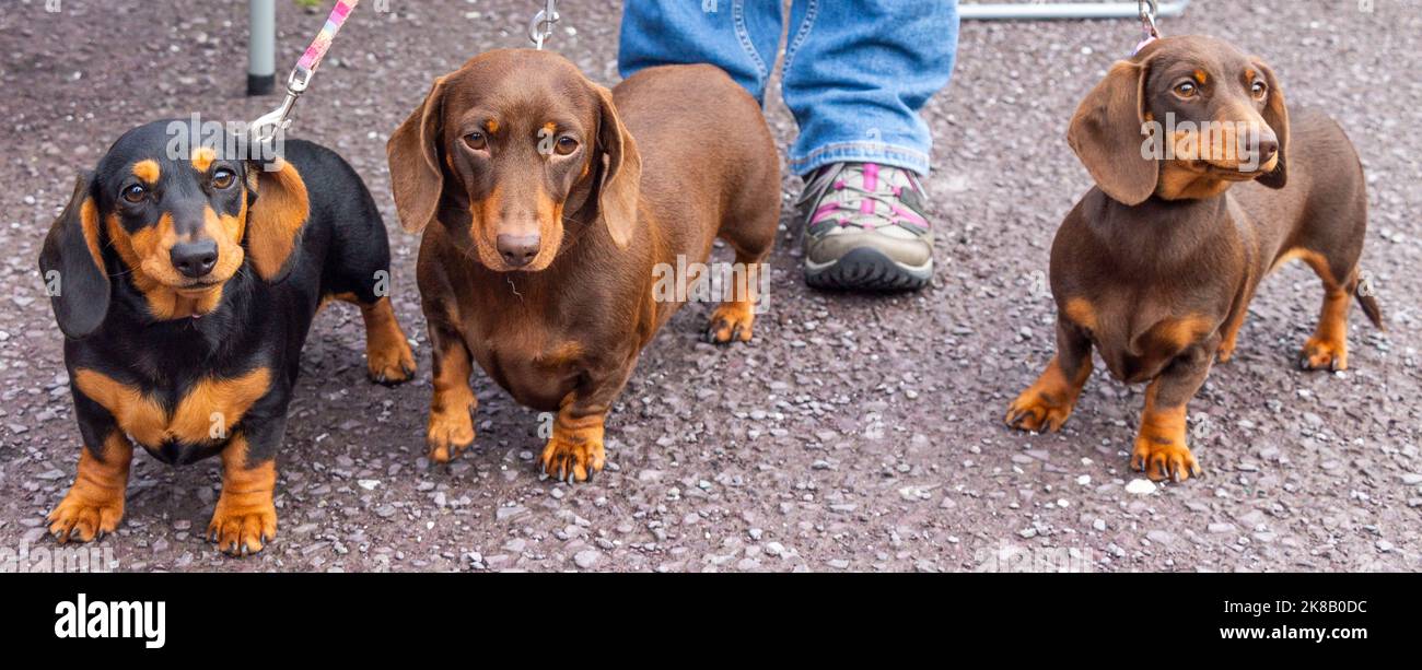 3 Dachshund chiens gros plan Banque D'Images