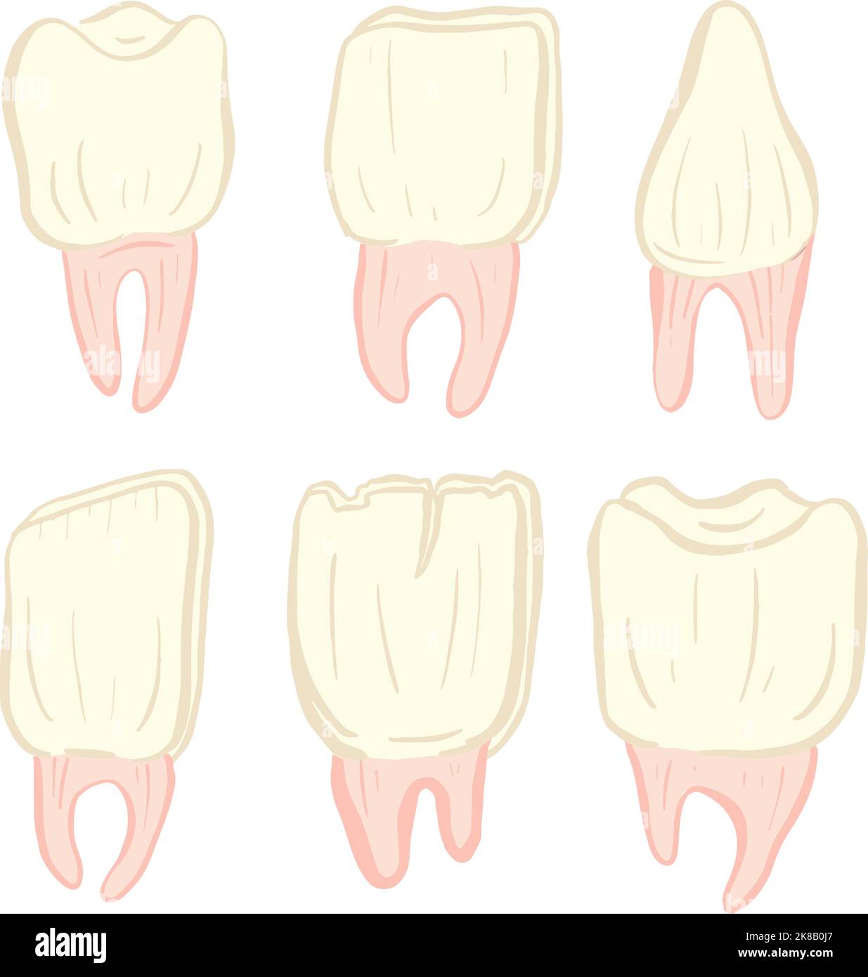 Collection de dents ou de dents Illustration Collection icône avec racine Illustration de Vecteur