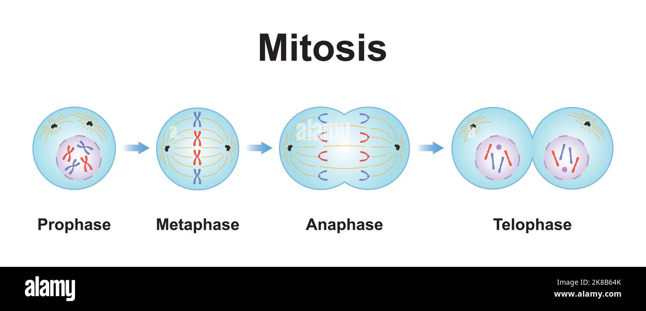 Conception scientifique des phases de mitose (Division cellulaire). Symboles colorés. Illustration vectorielle. Illustration de Vecteur