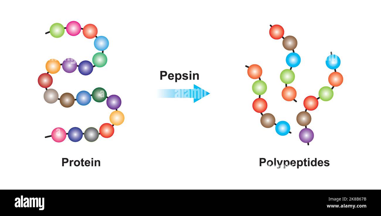 Conception scientifique de l'effet de l'enzyme pepsine sur la molécule de protéine. Illustration vectorielle. Illustration de Vecteur