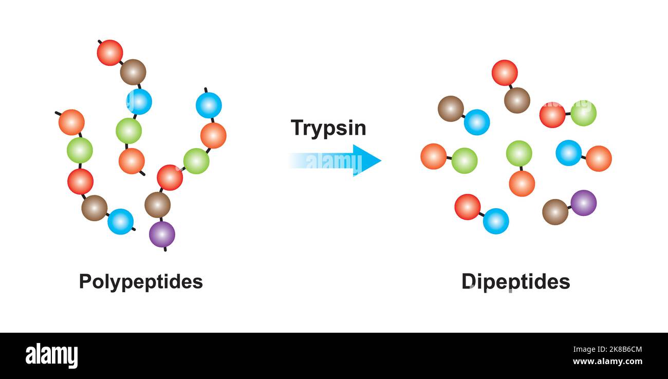 Conception scientifique de l'effet enzymatique de la trypsine sur la molécule de polypeptide. Illustration vectorielle. Illustration de Vecteur