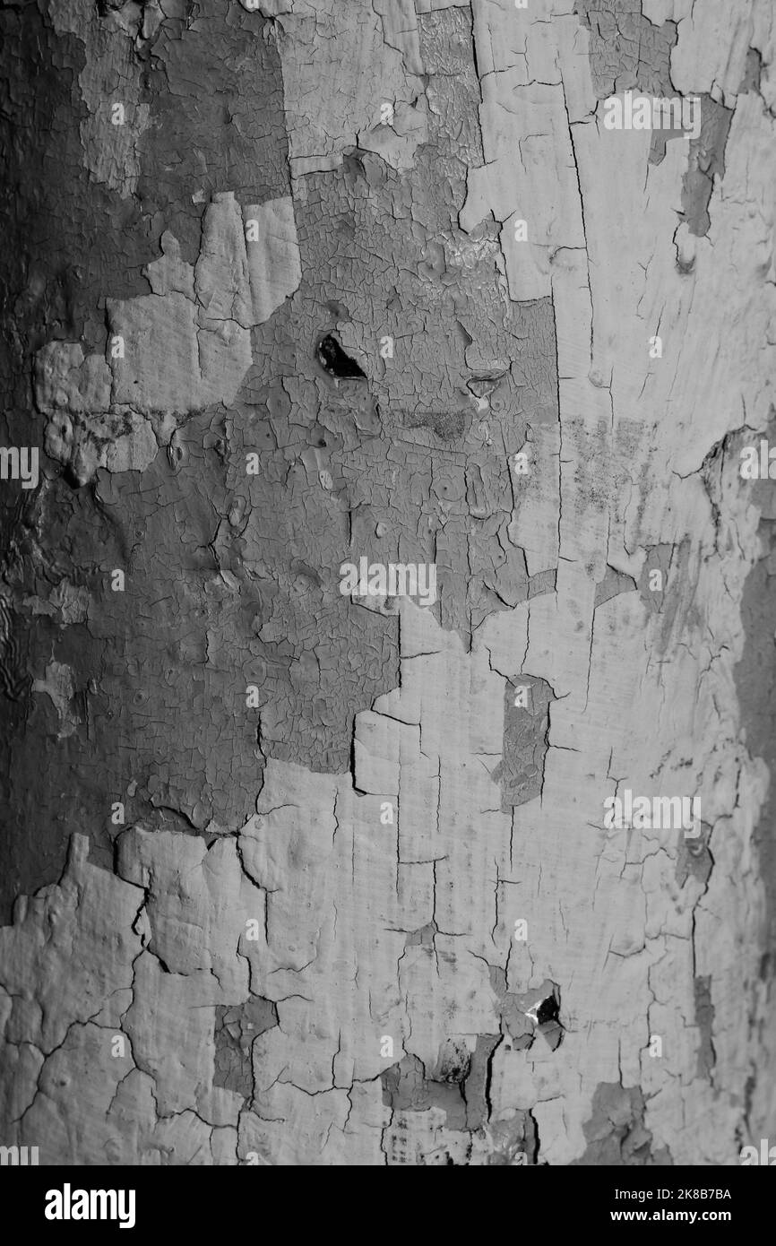 La vieille peinture se décolle de la surface métallique dans un monochrome noir et blanc. Banque D'Images