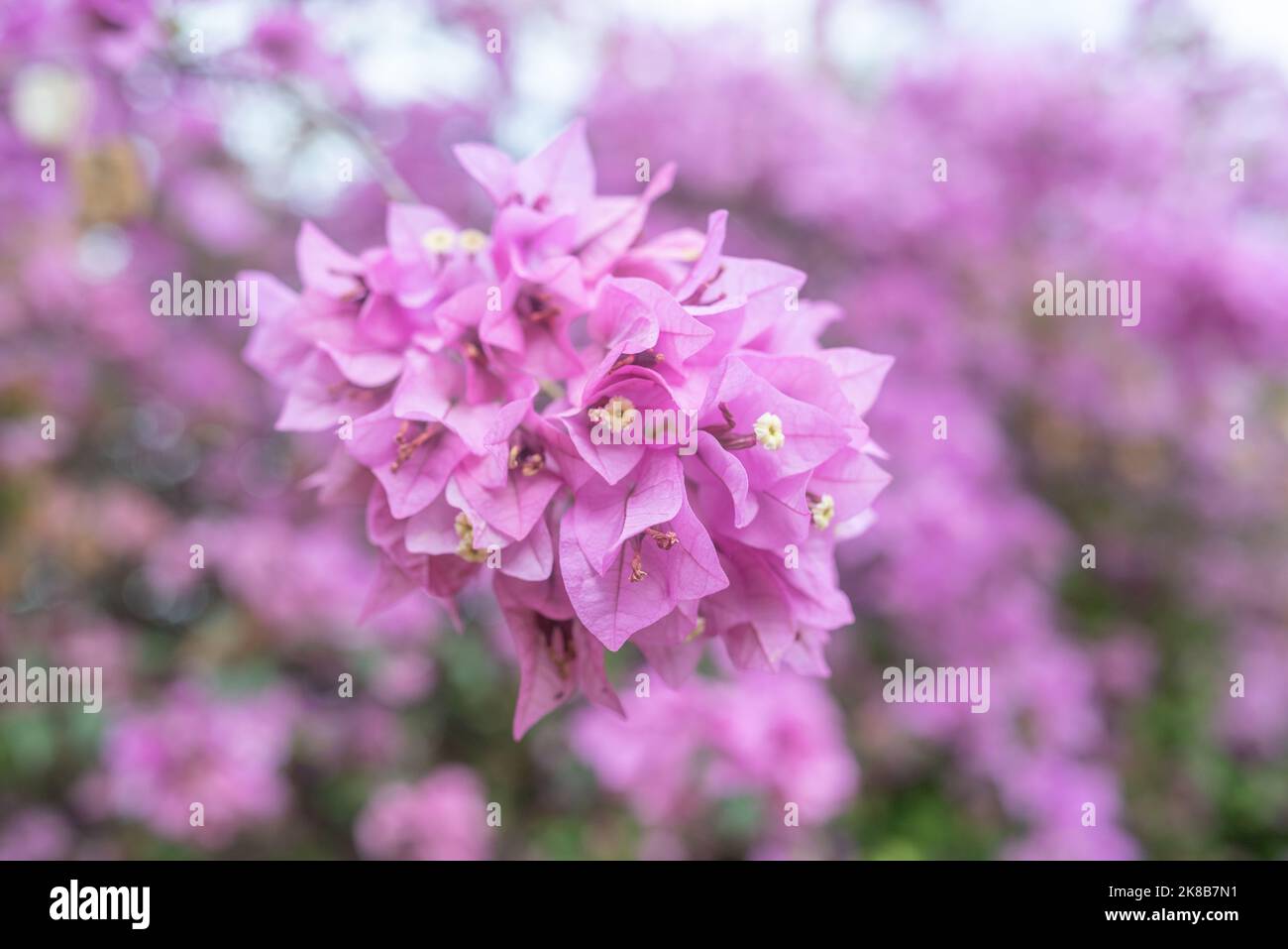 Bougainvilliers rose clair et flou. Fond de fleurs rose lilas tendre Banque D'Images
