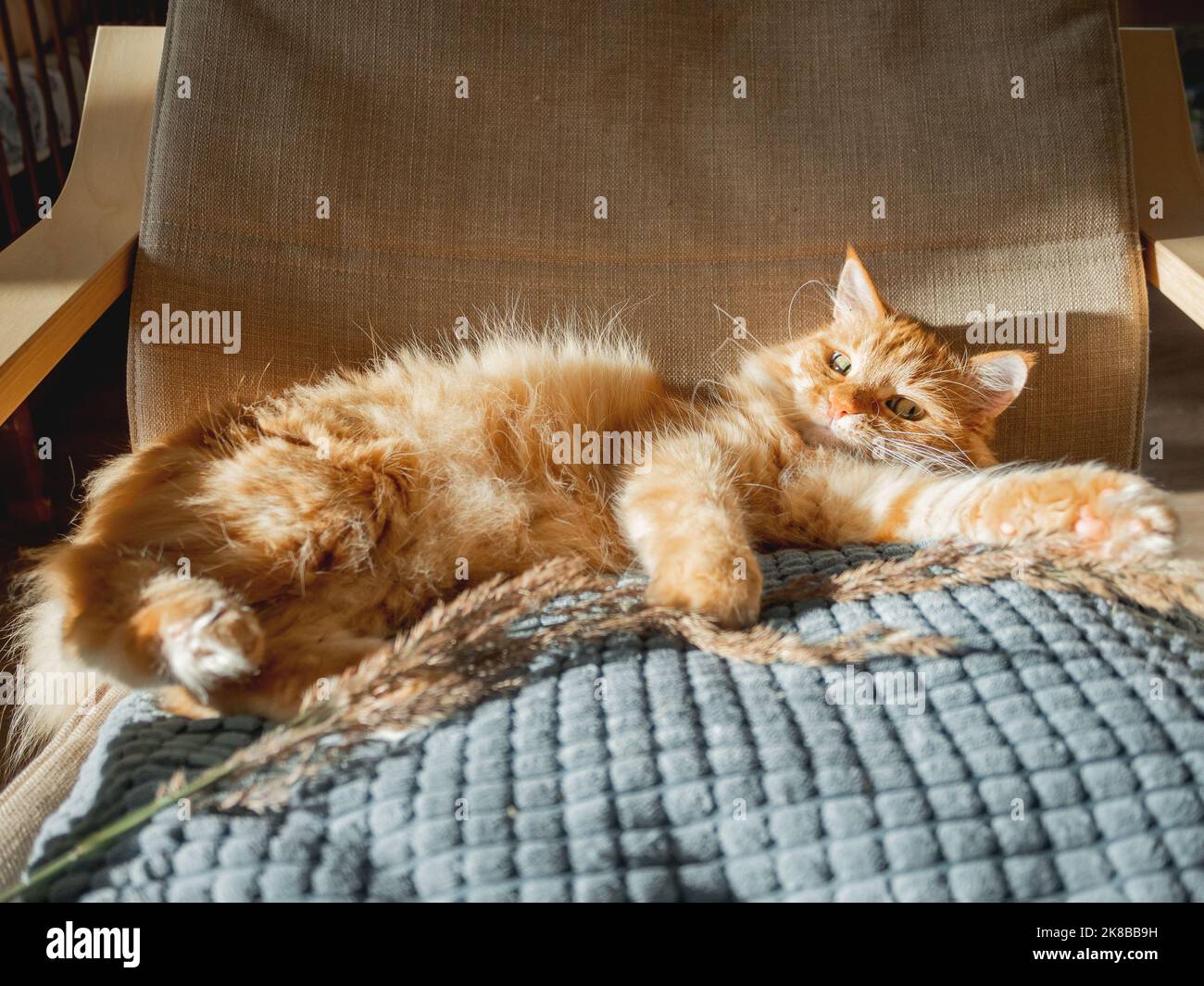 Joli chat au gingembre allongé sur un oreiller. Femme ID utilisant l'herbe séchée utilisé comme jouet pour animal de compagnie doux. Maison confortable éclairée par le soleil. Banque D'Images