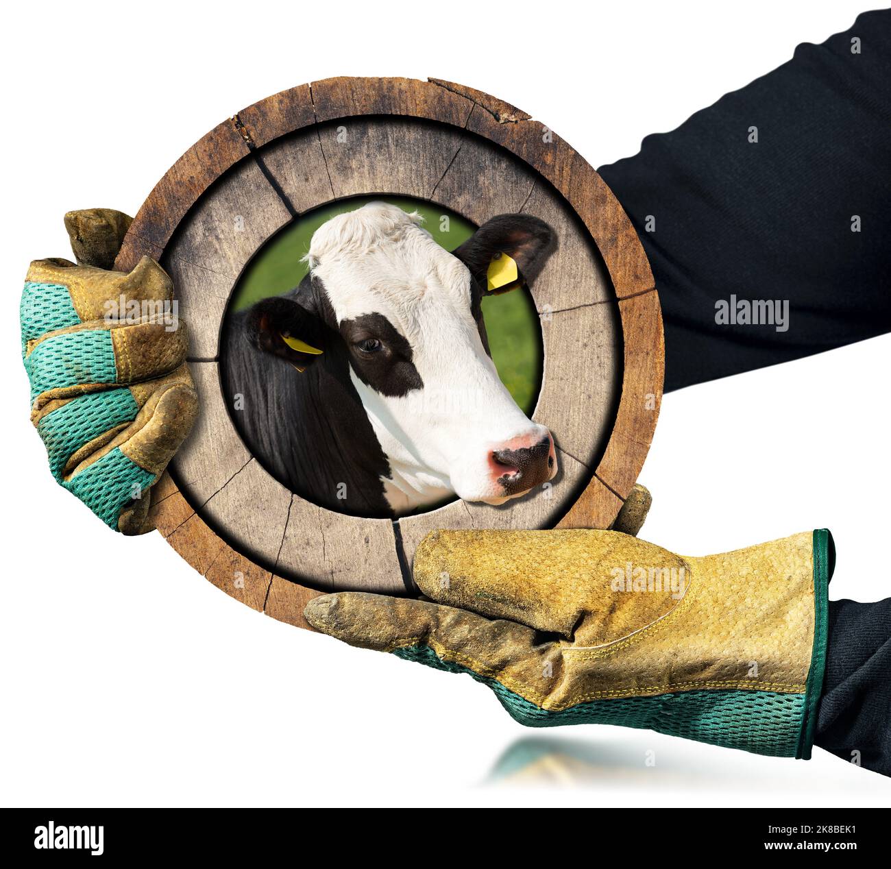 Fermier avec des gants de travail de protection tenant un panneau rond en bois avec une tête de vache, isolé sur fond blanc, photographie. Banque D'Images