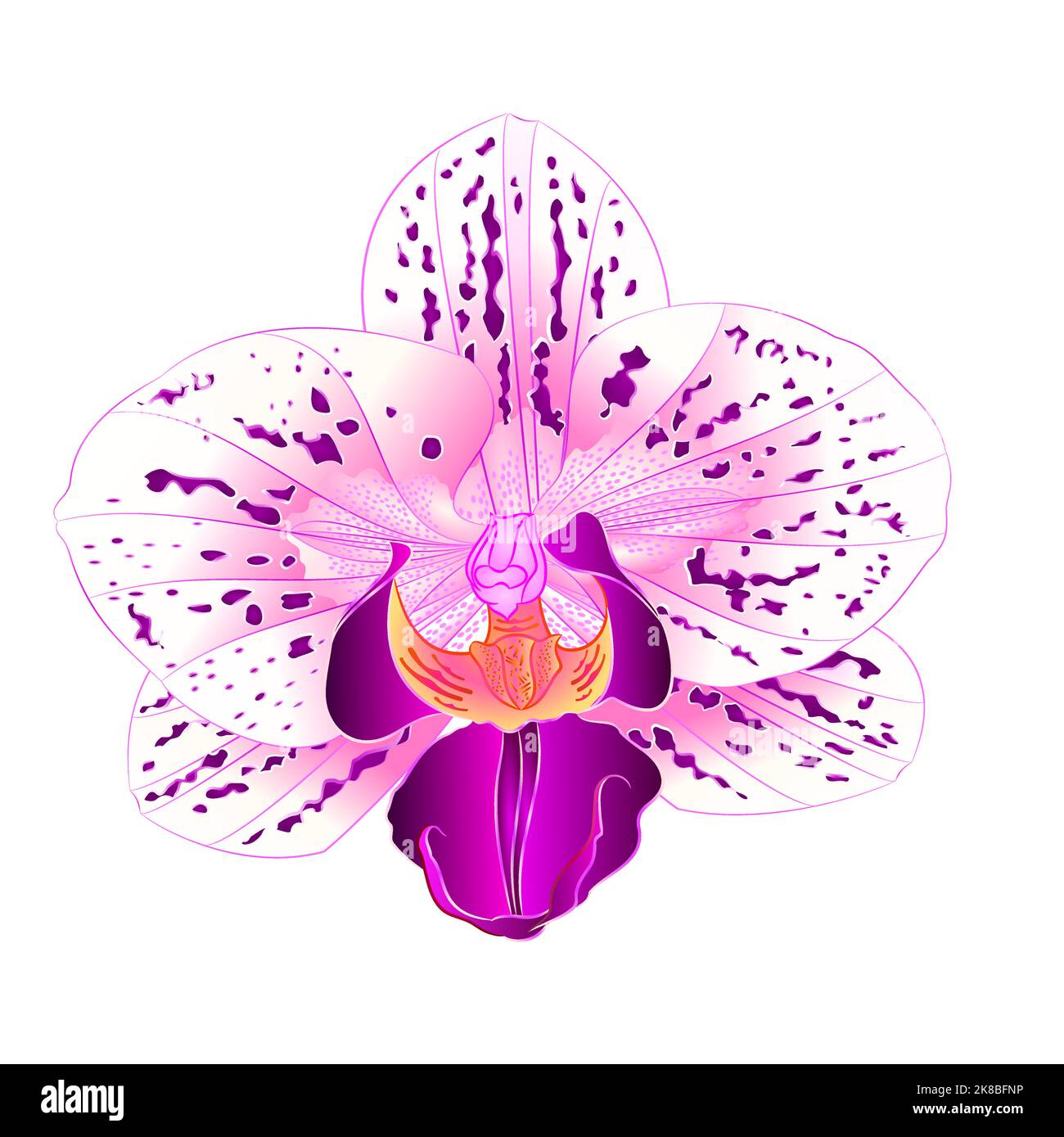 Belle orchidée violet et blanc Phalaenopsis fleur closeup isolé vintage vecteur illustration modifiable main dessiner Illustration de Vecteur