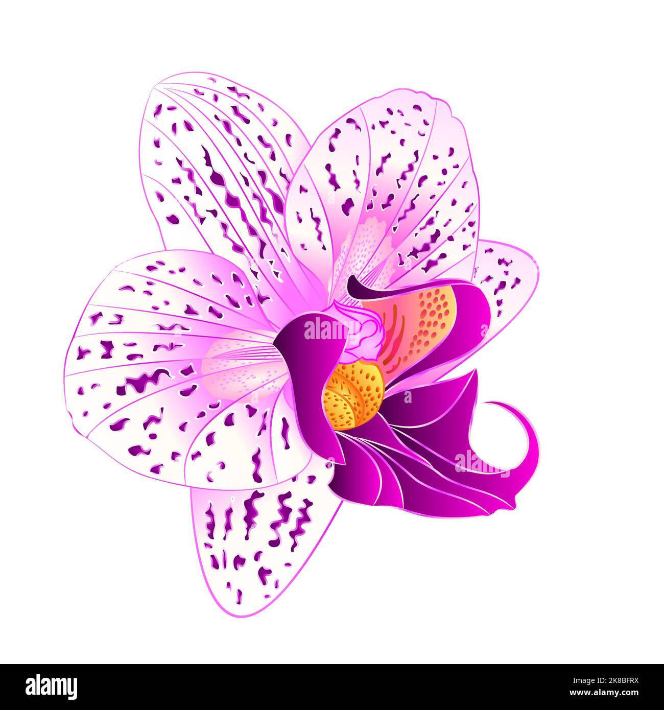 Orchidée violet et blanc Phalaenopsis belle fleur closeup isolé vintage vecteur modifiable illustration main dessiner Illustration de Vecteur