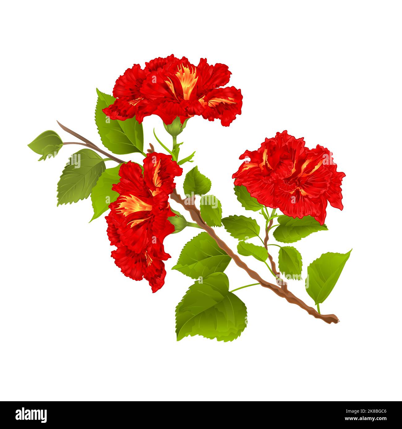 Branche d'hibiscus rouge fleurs tropicales sur fond blanc vintage vecteur botanique illustration modifiable main dessiner Illustration de Vecteur