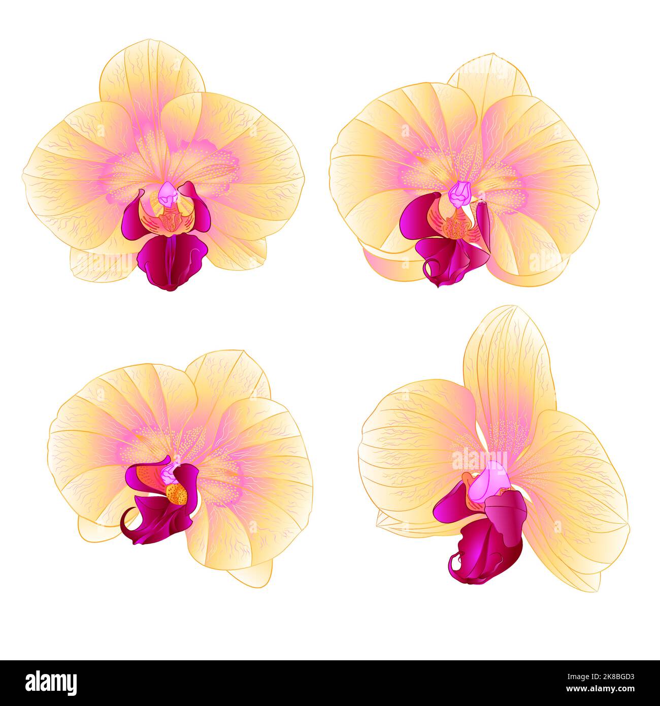 Orchid jaune Phalaenopsis belle fleur ensemble premier vecteur vintage illustration modifiable dessin à la main Illustration de Vecteur