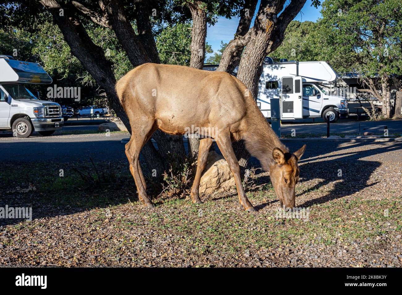 Roaming de couleur brune et pacage de cerfs mules, pas peur des gens et roaming libre sur un parc de véhicules de camping Banque D'Images