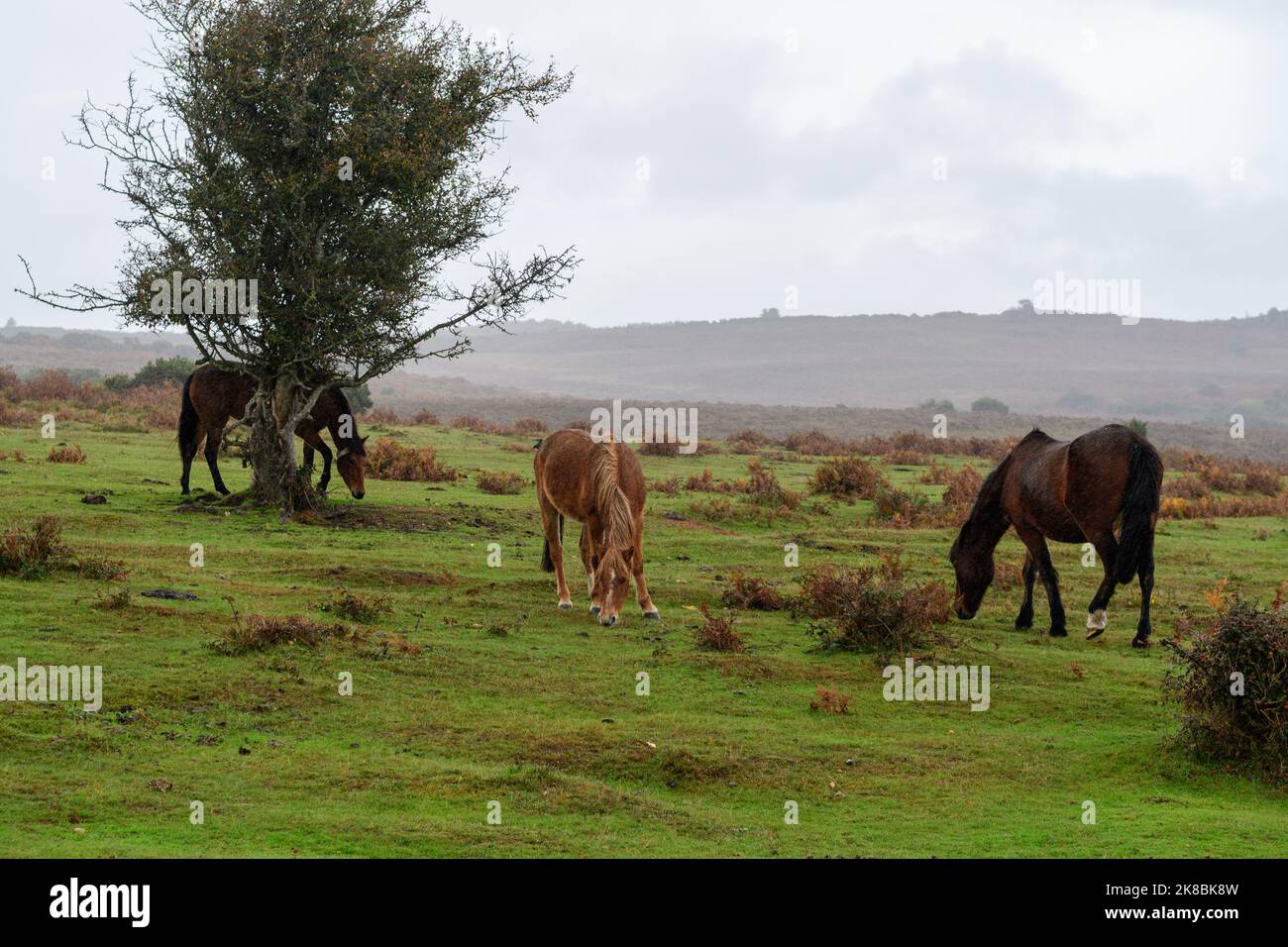 Godshill, New Forest, Hampshire, Royaume-Uni, 22nd octobre 2022, Météo : fortes averses de pluie dans l'après-midi. Les poneys se broutent sur l'herbe fraîchement arrosée. D'autres averses orageuses sont prévues pour le week-end. Paul Biggins/Alamy Live News Banque D'Images