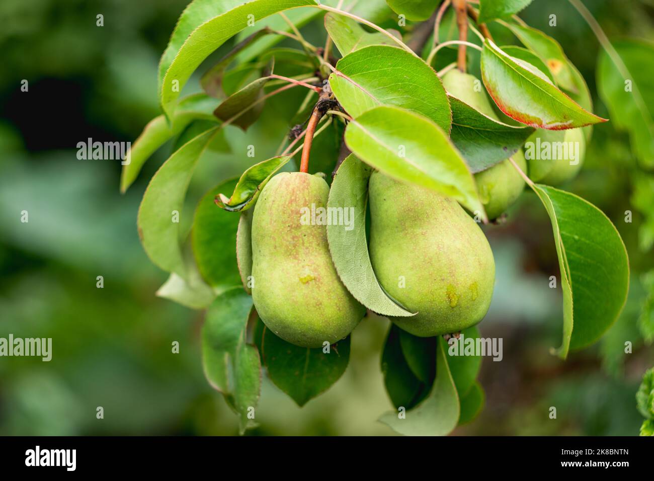 Deux poires vertes. Fond naturel avec fruits biologiques mûrissant sur l'arbre. Jardinage à l'extérieur en été. Banque D'Images