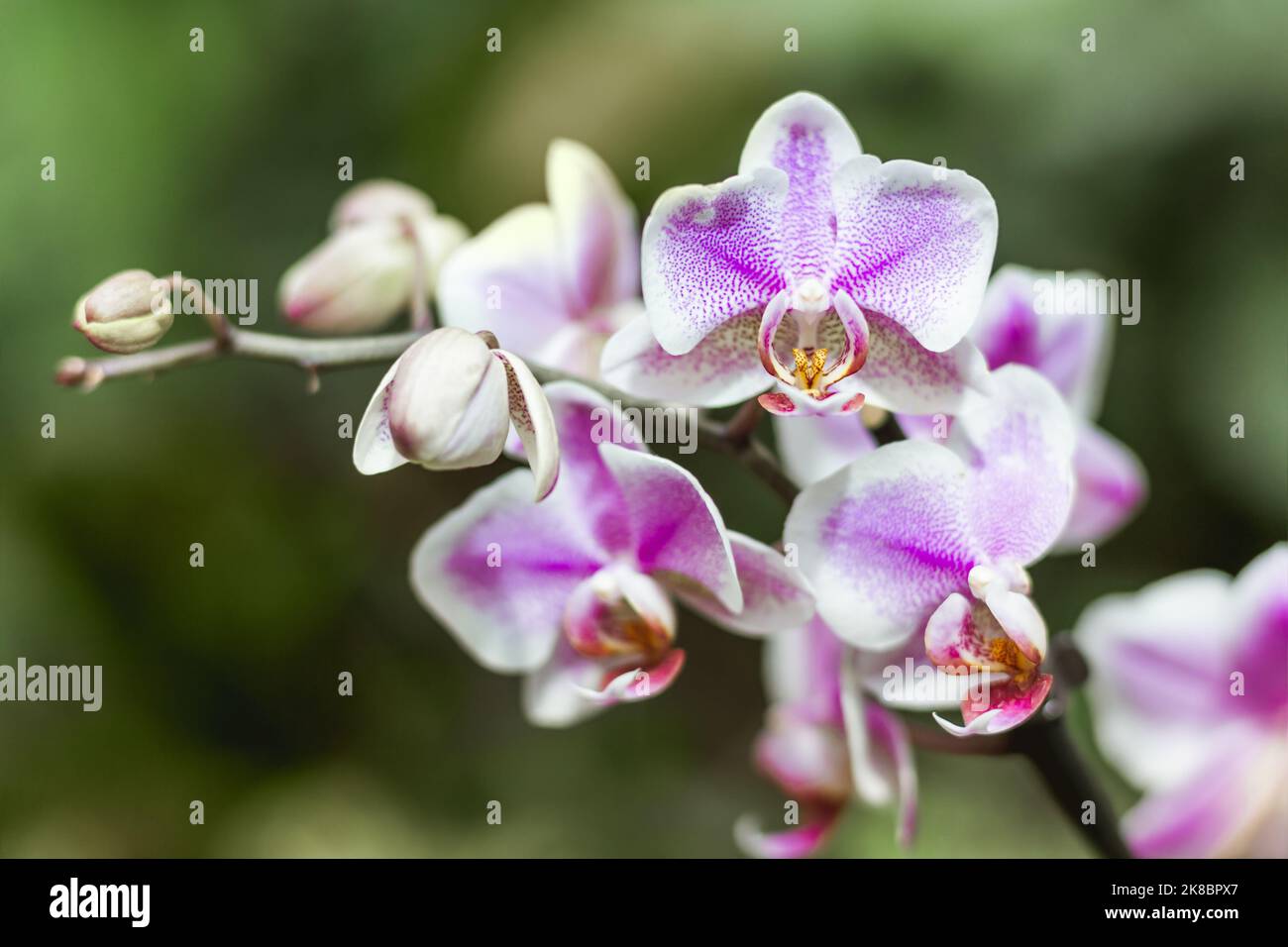 Orchidées violettes sur fond flou. Gros plan de fleurs exotiques en fleur. Bourgeons fragiles sur les branches sans feuilles. Banque D'Images