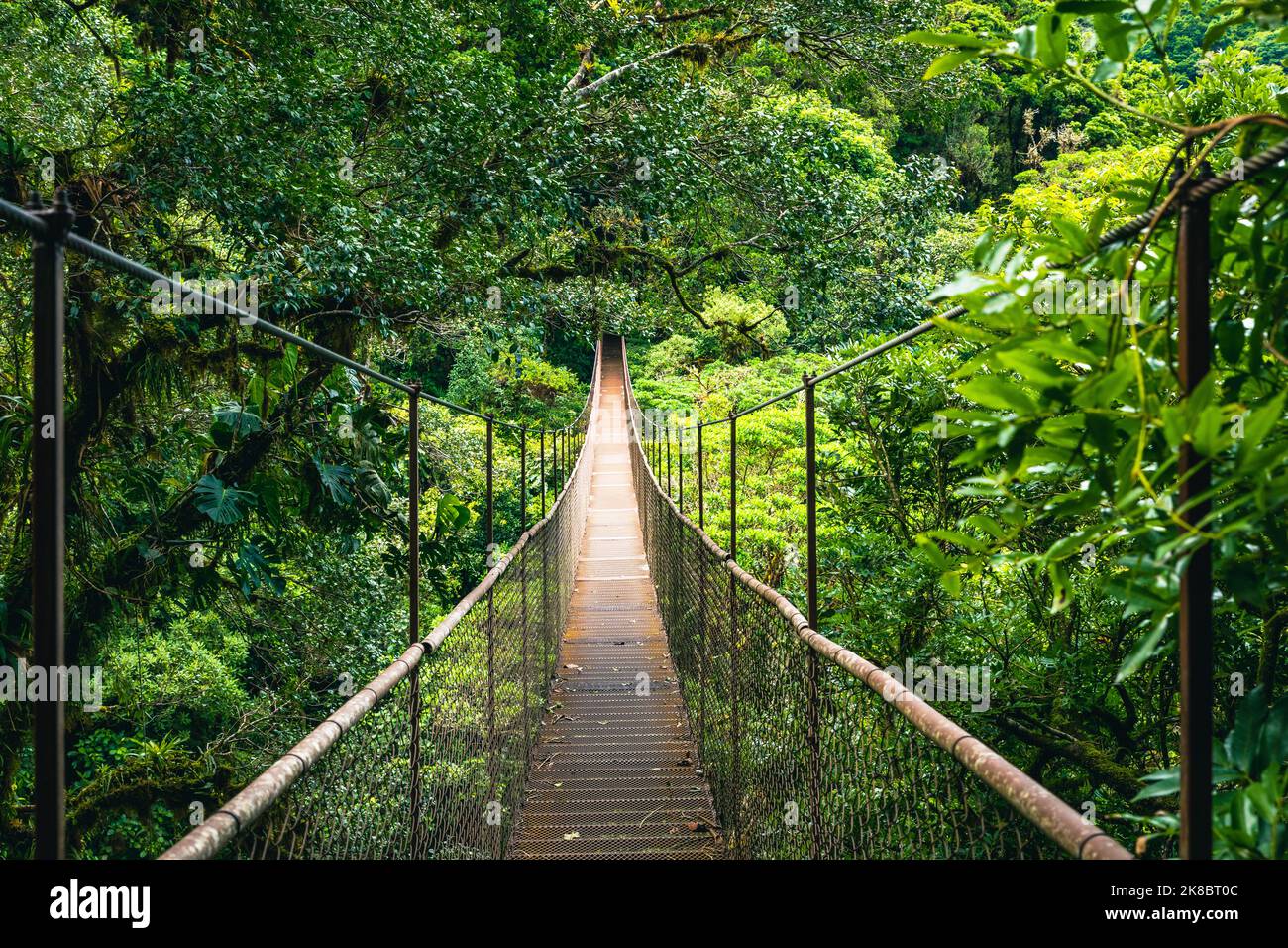 Forêt tropicale de Panama. Vieux pont suspendu dans la jungle de Panama, Amérique centrale. Banque D'Images