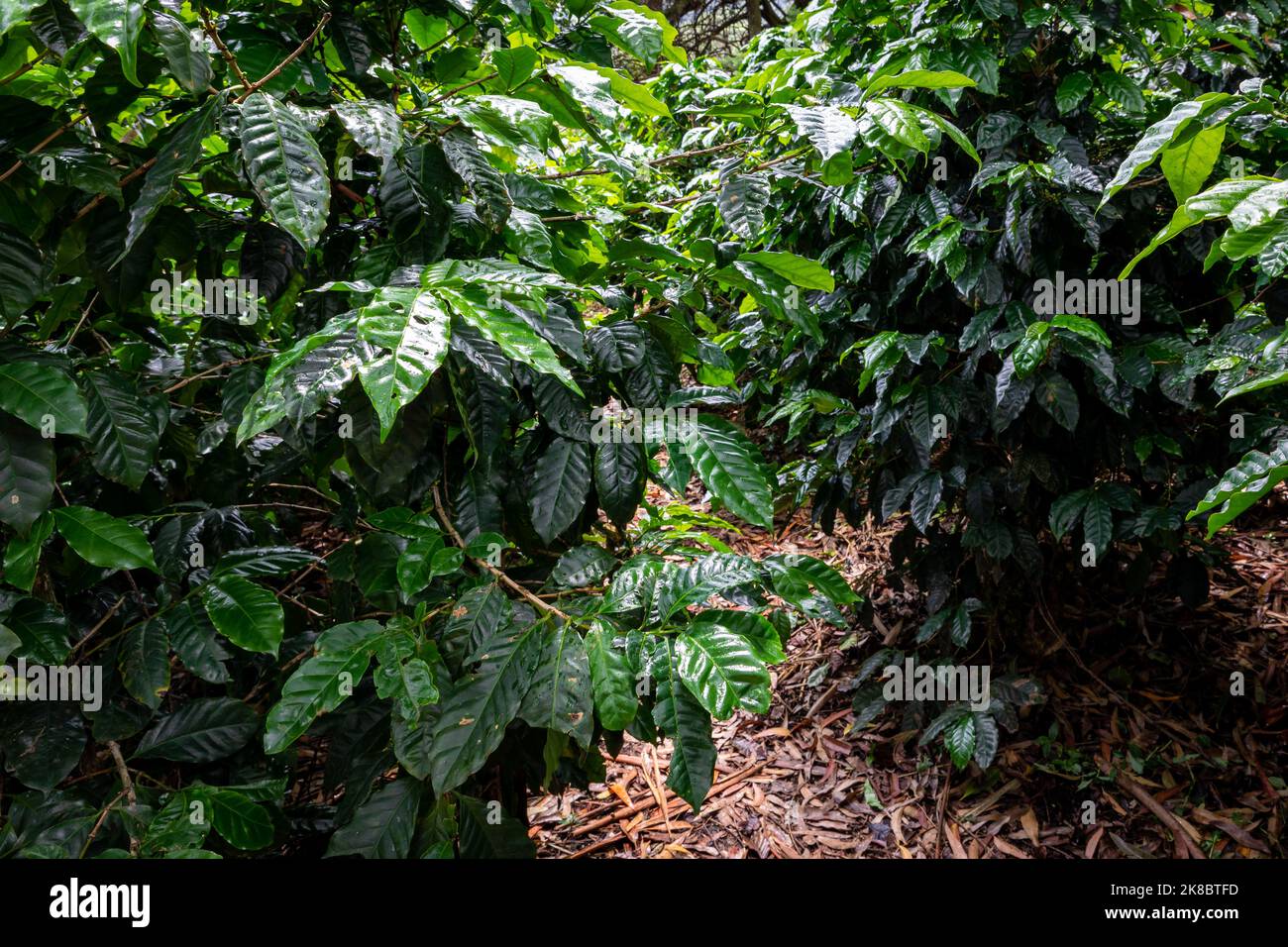 Plantation de café, haricots verts crus et feuilles, à Boquete, Panama. Amérique centrale. Banque D'Images